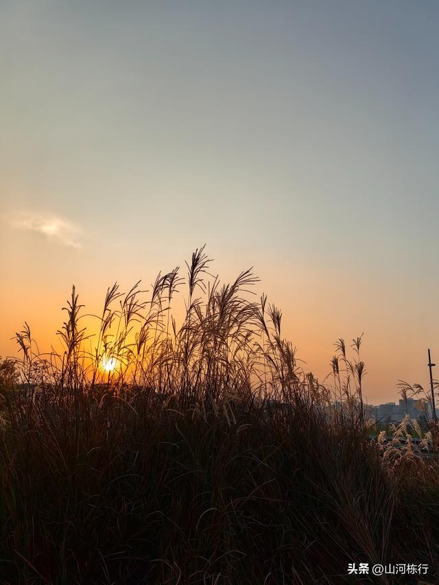 成都冬日顶流打卡地！白鹭湾水杉红透半边天，地铁直达免费拍大片