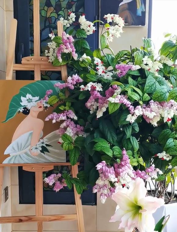 泉州一老街，有一株“龙吐珠”开成花墙，看到的人都直呼“太美”