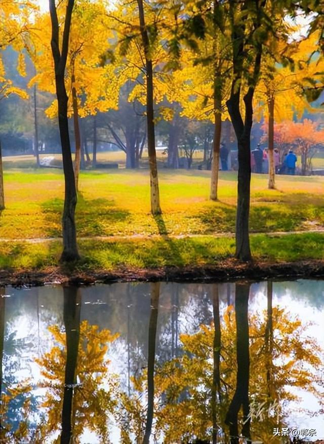 龙湖公园银杏染秋 定格深秋童话景致