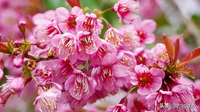 山涧茶垄樱似霞 建水云龙山冬日樱韵正当时