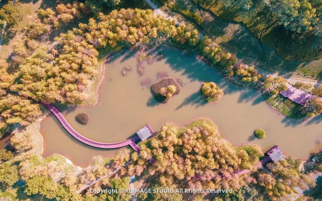 深圳秋日限定：三处落羽杉秘境，邂逅南国绚烂！