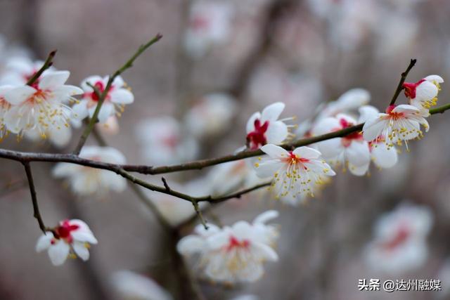 达川区百节镇：梅花笑绽迎宾客 刨汤暖宴贺新春