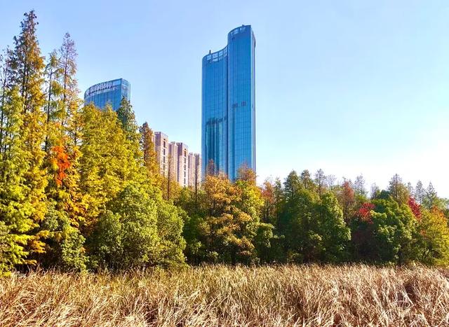 美篇：枫 叶 红 了