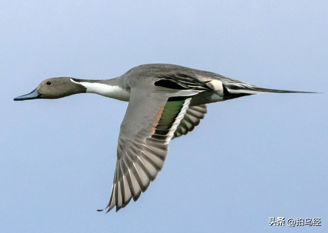 短视频，可能正在摧毁鸟类摄影