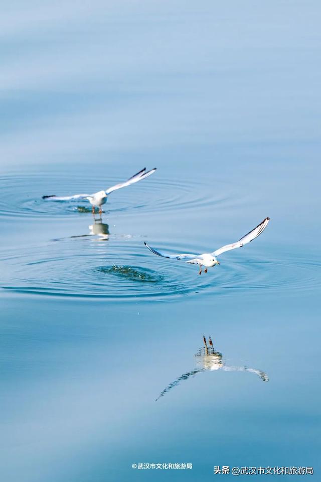 沙漠踏雪，只在武汉，最佳观赏期到了！