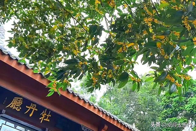 成都必去的五大桂花观赏地，开爆了，成都人私藏，地铁公交车直达