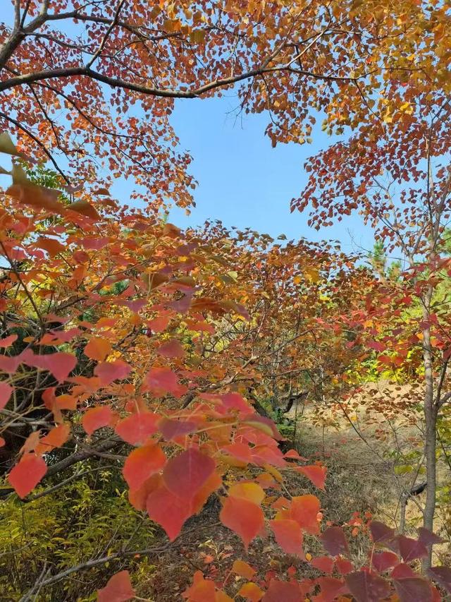 寻美薛城丨初冬最美的树！红叶似火满树红，乌桕树便是季节打翻的调色盘！