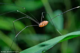 算命蜘蛛和一个人寿命的关系图片