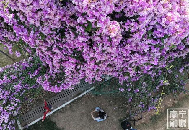 花开成瀑！南宁市花卉公园蒜香藤迎来今年第二次盛花期