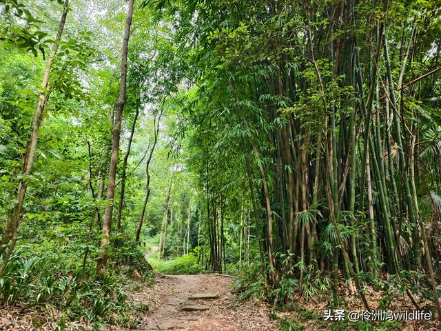 成都徒步（69）·彭州篇⑯法藏寺环线（桥断未走通）