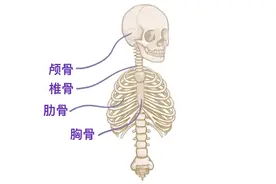 人体解剖学基础——骨骼篇图片