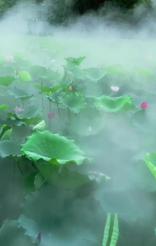 手机壁纸精美图片（7）