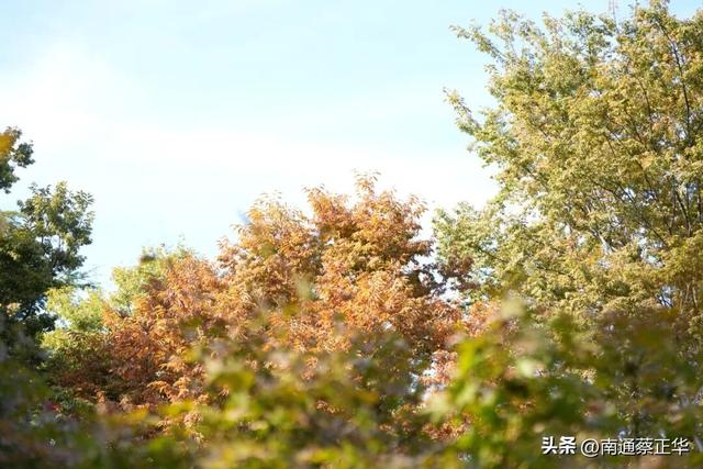 如东的秋天，都藏在这里了→