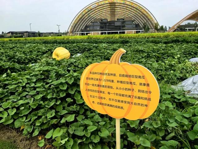 快来新津打卡“巨无霸”！