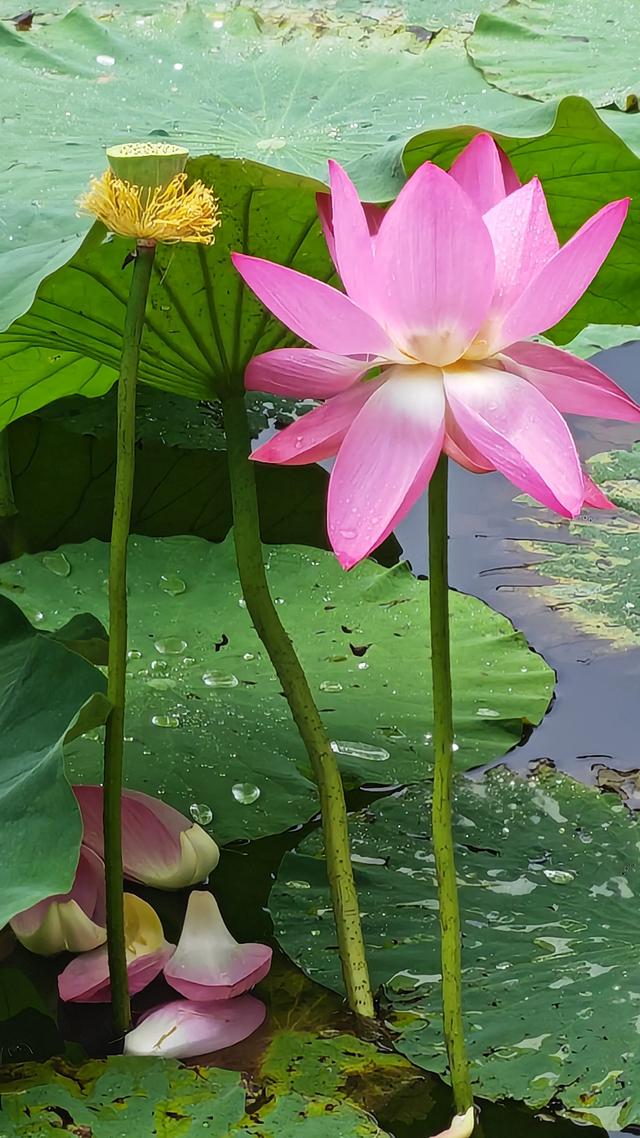 碧波荡漾，荷叶圆圆，荷花飘香