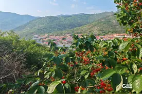 青岛这里的樱桃树迎来采摘季图片