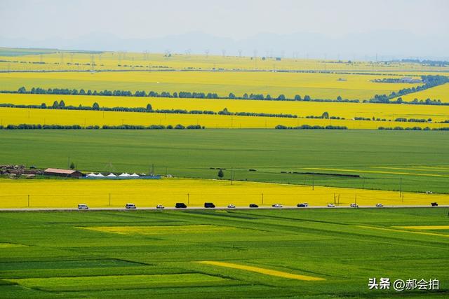 青海门源万亩油菜花海：登上四个观景点，各有风情入画来！