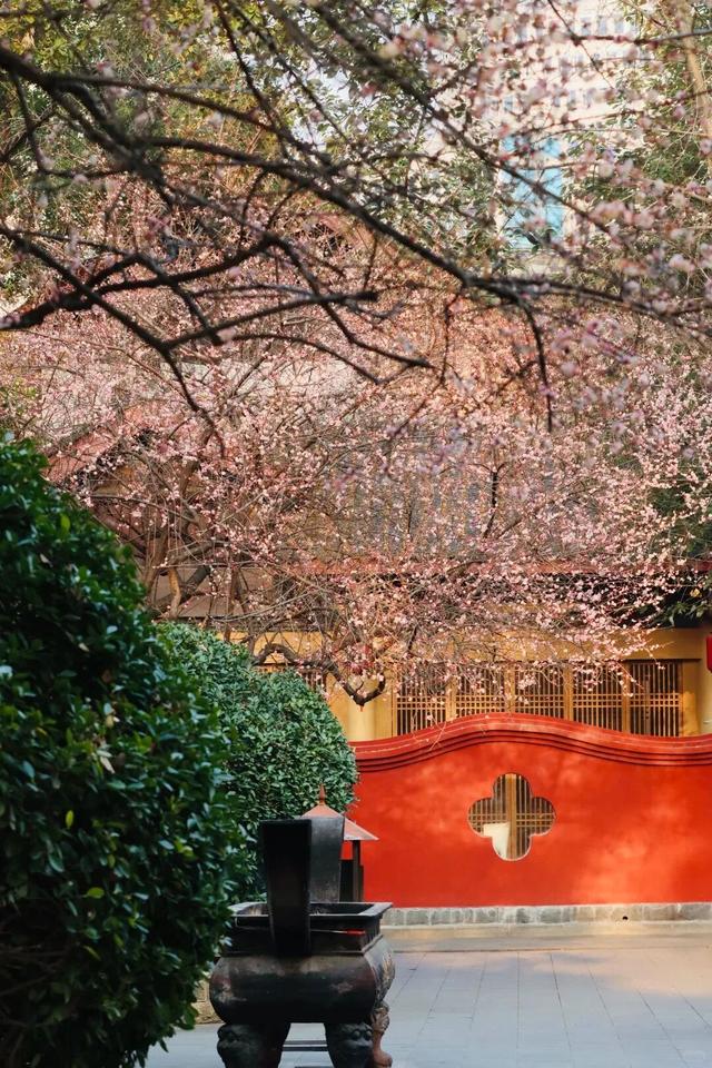 满屏梅花🤩不用怀疑！你期盼的春天提前来了！