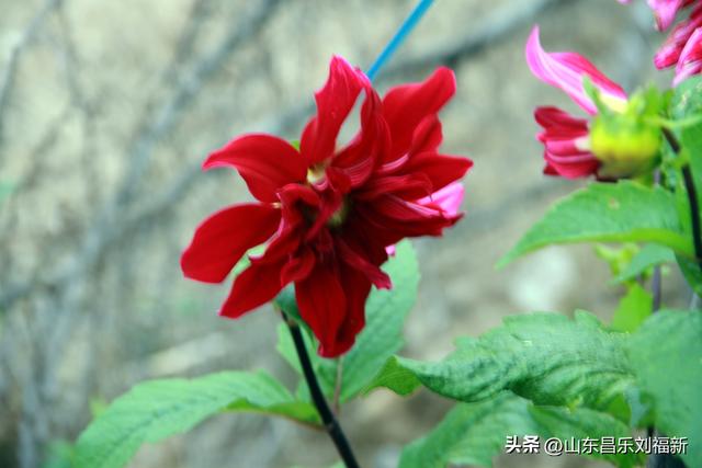 小丹河(老坝河水库西段)立冬那天的风光