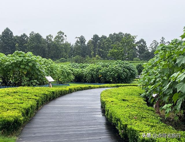 成都，最不可小看的公园，雨中超美，凉风阵阵，公共交通直达！