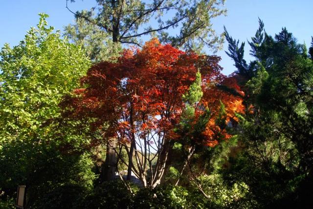 趁秋日暖阳，来八大处感受与自然共处的温柔→