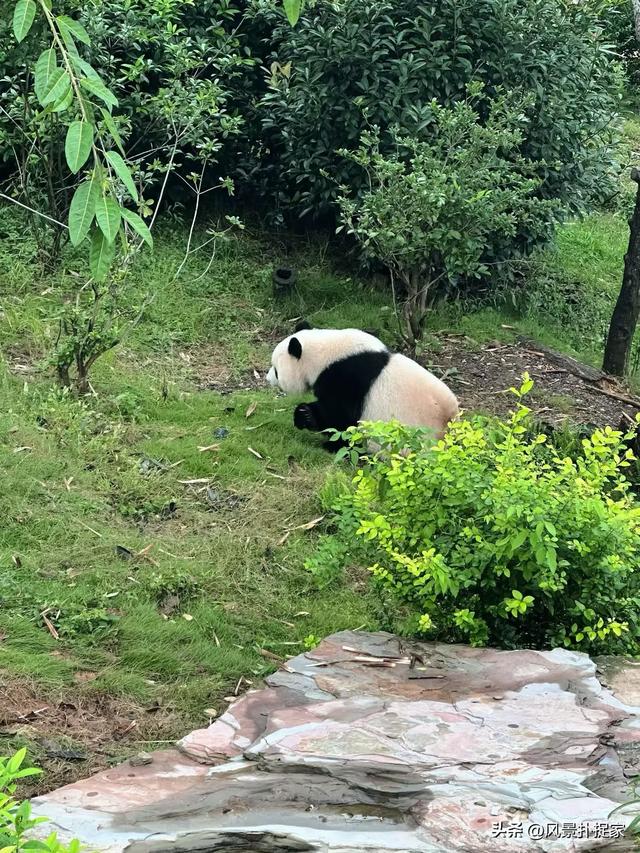 成都不愧是熊猫基地!大熊猫真的太可爱了