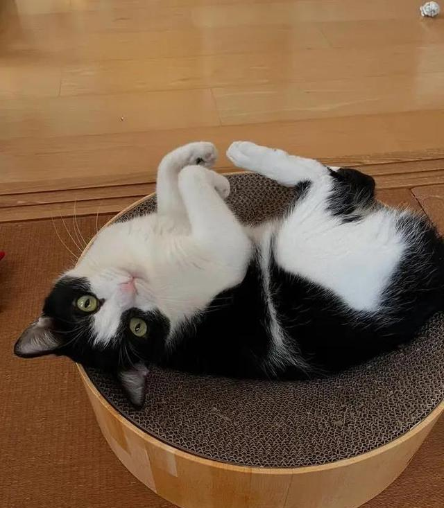 猫咪每天盯着你干啥？三件事让它心动[你猜中几件？
