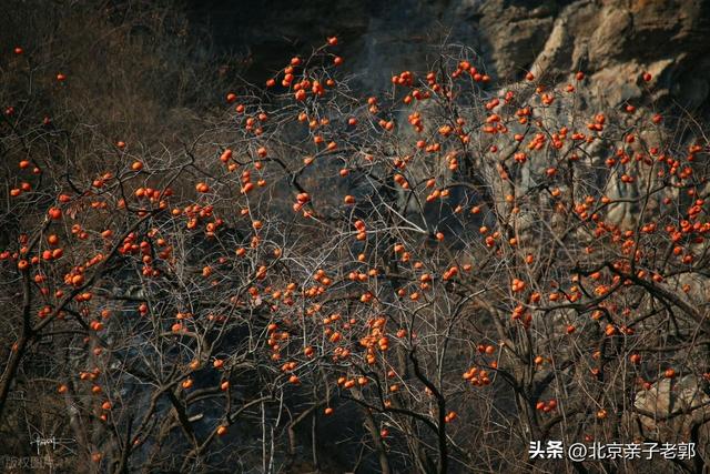少有人知道的秋季徒步路线，还有太监墓