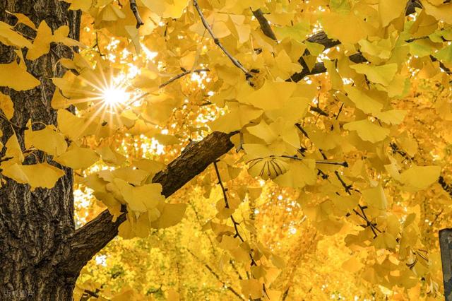 河南千年银杏黄了！没门票停车费，2个打卡地携若干免费景点美了