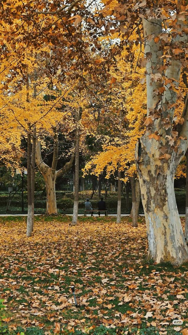 临沂市区赏秋地图出炉！红枫、银杏、落叶道…承包你的秋日朋友圈
