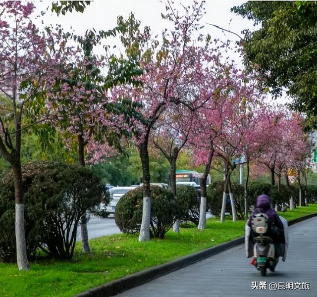 美炸！美炸！全国裹貂我赏樱！昆明最全冬樱赏花攻略来了，周末快冲~