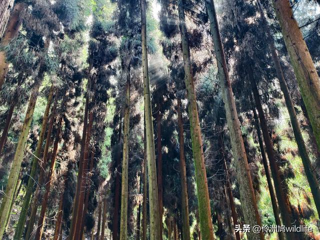 四川行(73)什邡红枫岭徒步到钟鼎寺