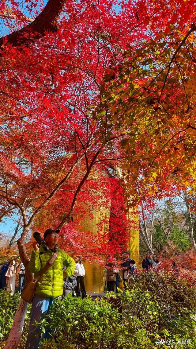 枫染栖霞醉金陵！明秀山红叶铺就秋日限定画卷