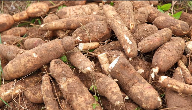 木薯你吃对了吗？为什么说食用木薯一定要掌握正确方法？