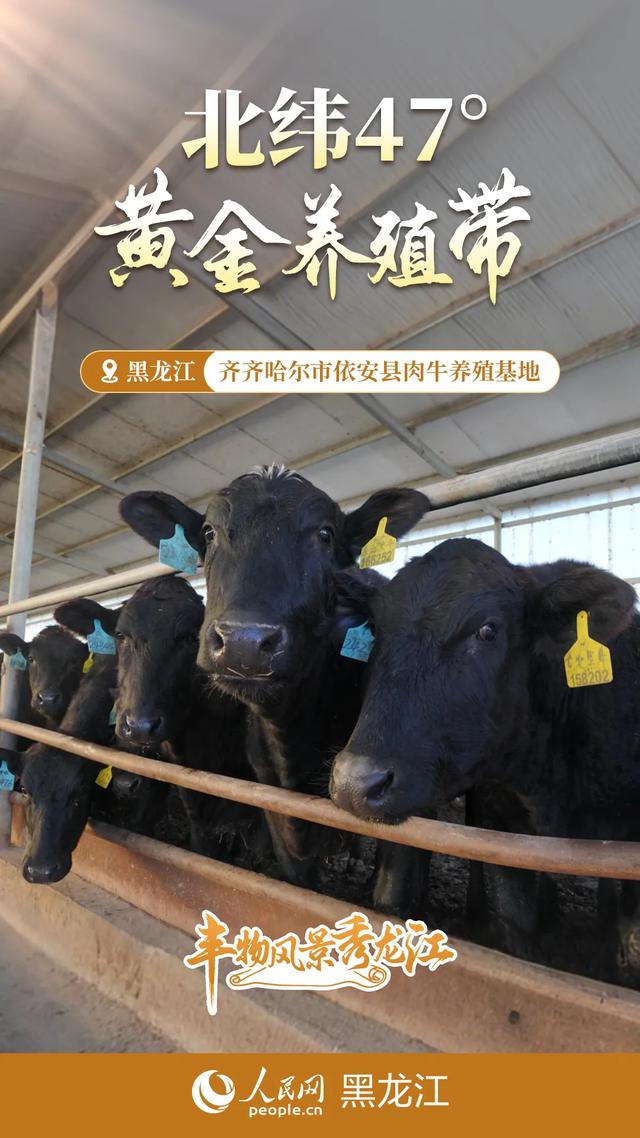 丰物风景秀龙江｜黑土地的初冬交响