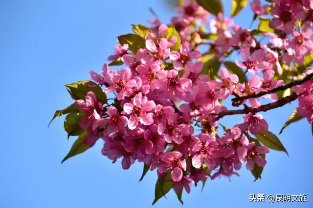 美炸！美炸！全国裹貂我赏樱！昆明最全冬樱赏花攻略来了，周末快冲~