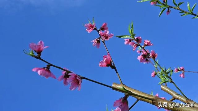 三月至 一树桃花一树春