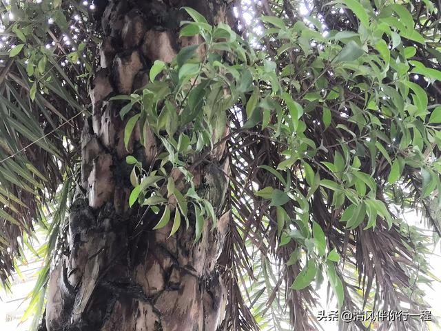 广州南沙温暖湿润，一棵树上有九种植物寄生，格局真大