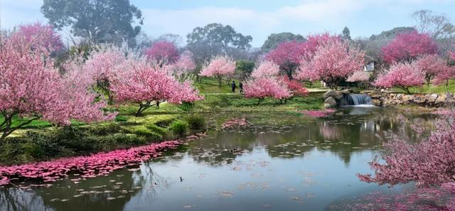 无锡梅园最新公告!