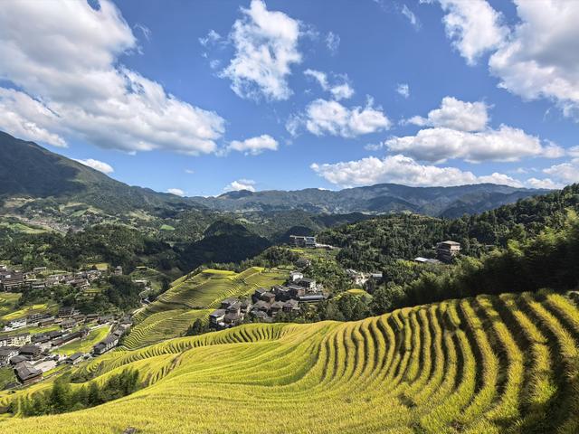 桂林秋韵：金色的龙脊梯田，地球上最美的曲线！