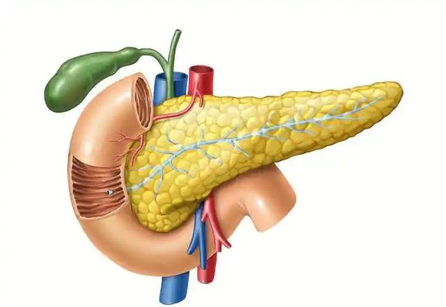 研究发现：补足维生素B12，或可全面降低血压血脂，3类人获益更大