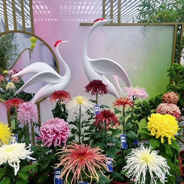 不当“菊”外人，丰台赏菊正当时！