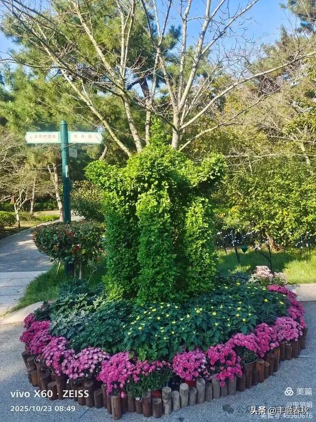 菊绽秋阳里,暗香绕中山|申艳娟