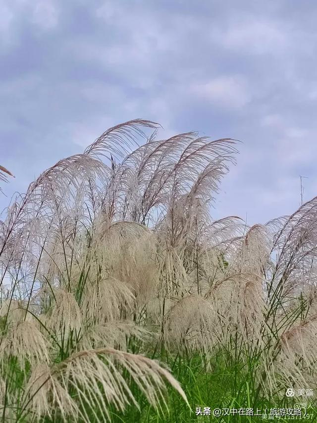 秋雨中的汉中湿地
