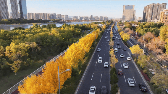 太原市迎泽区：金秋迎泽｜银杏绘就的时光画卷