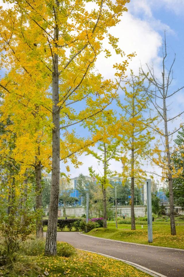 落叶缓扫，快来新津比“叶”！