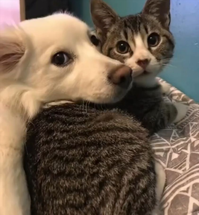 颠覆认知！犬科按线走，猫科爱瞎逛 ，迁徙路线成濒危物种保护关键