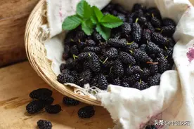 补血补肾，必吃桑葚，教你6个桑葚搭配，补肝肾滋阴血，润肠通便图片