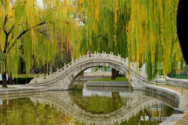 达活泉：公园披金衣，满目黄金柳（图）