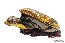 这块像乌龟的石头，估值超1.3亿的小鸡出壳奇石图片